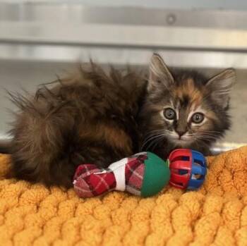 61264530 -  Domestic Medium Hair Cat for Adoption in Elko, Nevada - 61264530 | PetCurious