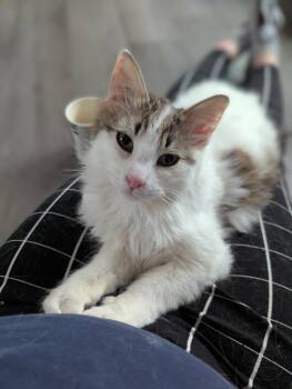 Domestic Medium Hair Cats Available for Adoption in Winnipeg, Manitoba - Grommet | PetCurious