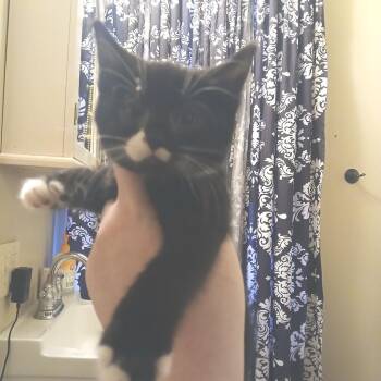 Catharine Hepburn -  Domestic Short Hair Cat for Adoption in Winchester, Virginia - Catharine Hepburn | PetCurious