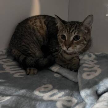 Sir Lewis -  Domestic Short Hair Cat for Adoption in St. Louis, Missouri - Sir Lewis | PetCurious