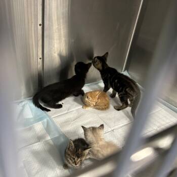 pier -  Domestic Short Hair Cat for Adoption in Greensboro, North Carolina - Pier | PetCurious
