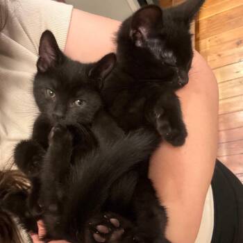 Jax -  Domestic Short Hair Cat for Adoption in Harrisonburg, Virginia - Jax | PetCurious