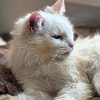 Domestic Long Hair and Ragdoll Cats Available for Adoption - Brie | PetCurious