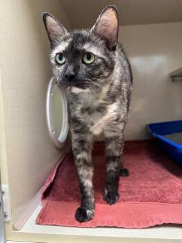 Taco Bell -  Domestic Short Hair Cat for Adoption in Winnipeg, Manitoba - Taco Bell | PetCurious