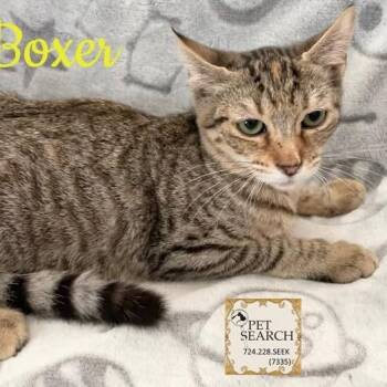Rescue Domestic Short Hair Cats for Adoption in Washington, Pennsylvania - Boxer | PetCurious