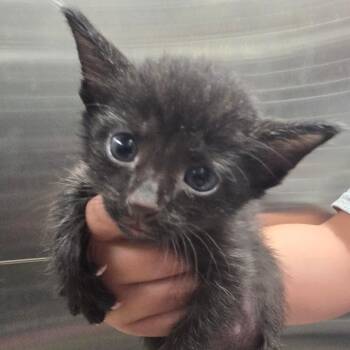 Blade -  Domestic Short Hair Cat for Adoption in Sand Springs, Oklahoma - Blade | PetCurious