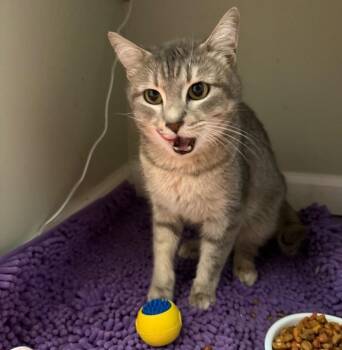 Rescue Domestic Short Hair Cats for Adoption in Nashville, Tennessee - Little Mama | PetCurious
