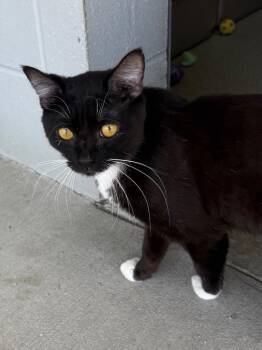 Domestic Short Hair Cats Available for Adoption in New Philadelphia, Ohio - Banks | PetCurious