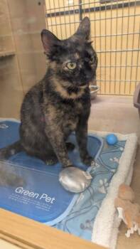 Delilah -  Domestic Short Hair Cat Available for Adoption in Parker, Colorado - Delilah | PetCurious