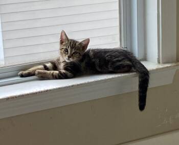Xavier -  Domestic Short Hair Cat for Adoption in Cumming, Georgia - Xavier | PetCurious