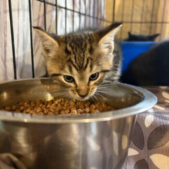 Clawde Monet -  Domestic Medium Hair Cat for Adoption in Park Falls, Wisconsin - Clawde Monet | PetCurious