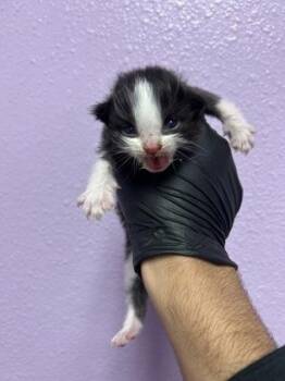 61397766 -  Domestic Short Hair Cat for Adoption in El Paso, Texas - 61397766 | PetCurious