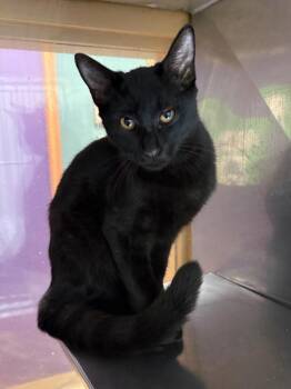 Bob -  Domestic Short Hair Cat for Adoption in Little Rock, Arkansas - Bob | PetCurious