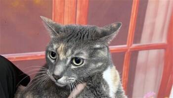 APPLE PIE -  Domestic Short Hair Cat for Adoption in San Bernardino, California - APPLE PIE | PetCurious
