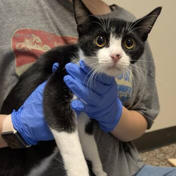 Chauncey -  Domestic Short Hair Cat for Adoption in Norman, Oklahoma - Chauncey | PetCurious