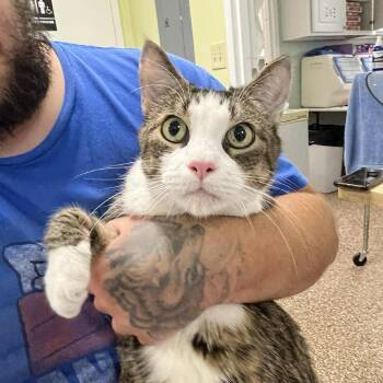 Rescue Domestic Short Hair Cats for Adoption in Lyndhurst, Virginia - Aramis | PetCurious