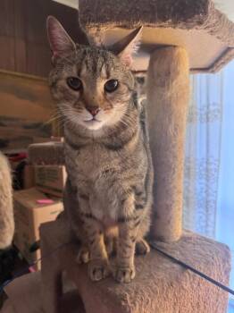 Domestic Short Hair Cats Available for Adoption - Beeline | PetCurious