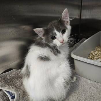 Rooter -  Domestic Short Hair Cat for Adoption in Ridgely, Maryland - Rooter | PetCurious