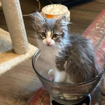 Domestic Long Hair Cats Available for Adoption in Bulverde, Texas - Franz | PetCurious