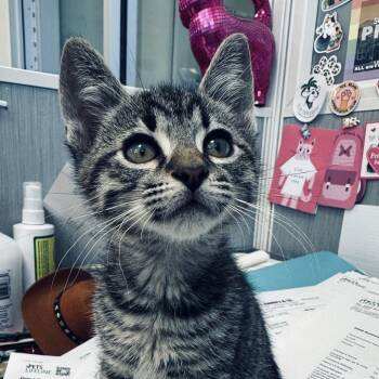 Domestic Short Hair Cats Available for Adoption in Sonoma, California - Mork | PetCurious