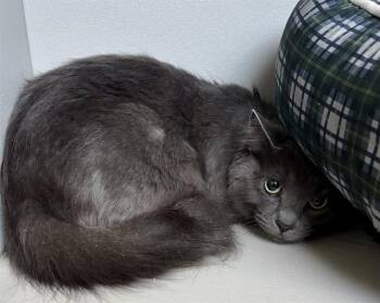 STELLA -  Domestic Long Hair Cat for Adoption in Kalamazoo, Michigan - STELLA | PetCurious