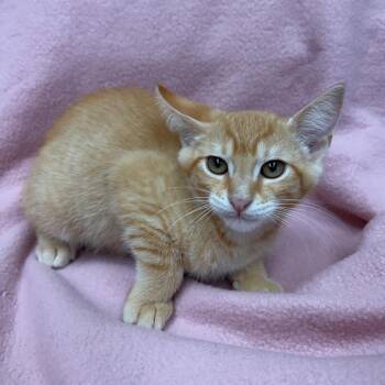 Gil -  Domestic Short Hair Cat for Adoption in West Point, Mississippi - Gil | PetCurious