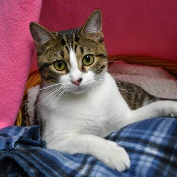 Brewery -  Domestic Short Hair Cat for Adoption in Beaumont, Texas - Brewery | PetCurious