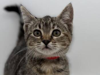 Kendall -  Domestic Short Hair Cat Available for Adoption in Portland, Oregon - Kendall | PetCurious