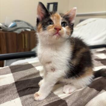 Ginny -  Domestic Short Hair Cat for Adoption in Buffalo, Minnesota - Ginny | PetCurious