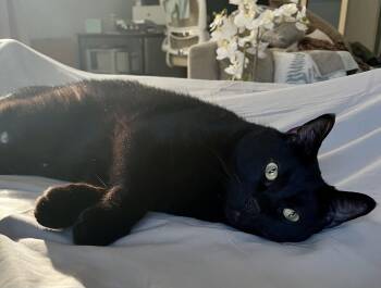 Rescue Domestic Short Hair Cats for Adoption in Derwood, Maryland - Sula | PetCurious