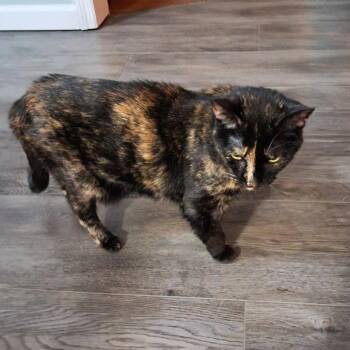 Domestic Short Hair Cats Available for Adoption in Smithville, Tennessee - Holly | PetCurious