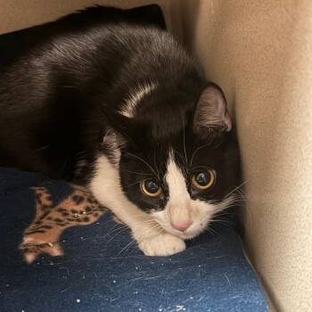 Domestic Short Hair Cats Available for Adoption in Flagstaff, Arizona - Izabel | PetCurious