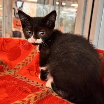 Zolo -  Domestic Short Hair Cat for Adoption in Phoenix, Arizona - Zolo | PetCurious