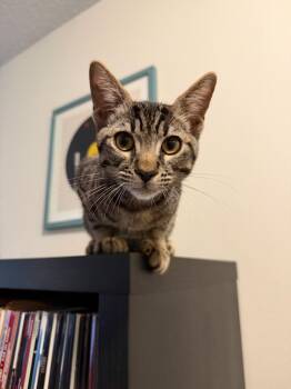 Mocha -  Domestic Short Hair Cat for Adoption in Burnaby, British Columbia - Mocha | PetCurious