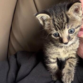 Lewis SB 0626 -  Domestic Short Hair Cat for Adoption - Lewis SB 0626 | PetCurious