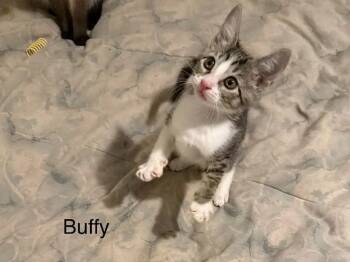 Domestic Short Hair Cats Available for Adoption in Safety Harbor, Florida - Buffy | PetCurious