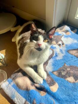 Rescue Domestic Short Hair Cats for Adoption in Beaverton, Oregon - Snap | PetCurious
