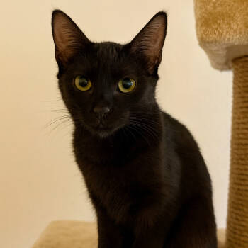 Rescue Domestic Short Hair Cats for Adoption in Hackett, Arkansas - Rally | PetCurious