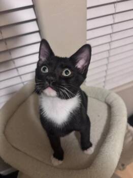 Finnigan - Lucky Charms Litter -  Tuxedo Cat for Adoption in Anthem, Arizona - Finnigan - Lucky Charms Litter | PetCurious