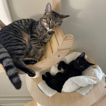 Rescue Tabby Cats for Adoption in Melrose, Massachusetts - Brie And Jack | PetCurious