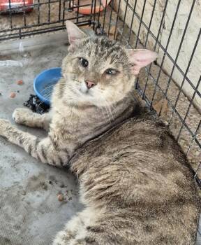 Domestic Short Hair Cats Available for Adoption in San Antonio, Texas - LORENZO | PetCurious