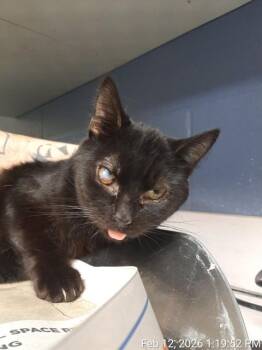 Domestic Short Hair Cats Available for Adoption in Jacksonville, Florida - APPLE | PetCurious