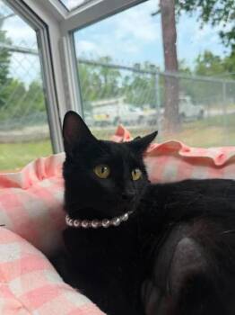 Evangeline -  Domestic Short Hair Cat Available for Adoption in Wilmington, North Carolina - Evangeline | PetCurious