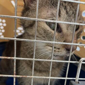 Melvin -  Domestic Short Hair Cat for Adoption in Port Charlotte, Florida - Melvin | PetCurious