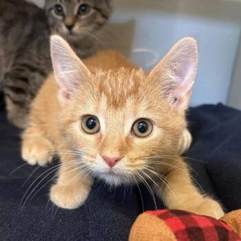 No, This Is Patrick -  Domestic Short Hair Cat for Adoption in Gloucester, Virginia - No, This Is Patrick | PetCurious