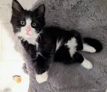 Flounder -  Domestic Long Hair Cat Available for Adoption in Reston, Virginia - Flounder | PetCurious