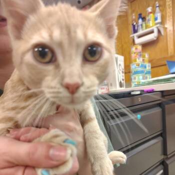Rhys -  Domestic Short Hair and Mixed Breed Cat for Adoption in Ashtabula, Ohio - Rhys | PetCurious