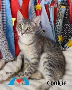 Cookie -  Domestic Short Hair Cat for Adoption in Ocean Springs, Mississippi - Cookie | PetCurious