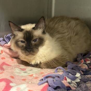 Tala -  Siamese and Extra Toes Cat Hemingway Polydactyl Cat for Adoption in Antioch, California - Tala | PetCurious