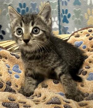 JAMES -  Domestic Short Hair Cat for Adoption in Rosenberg, Texas - JAMES | PetCurious